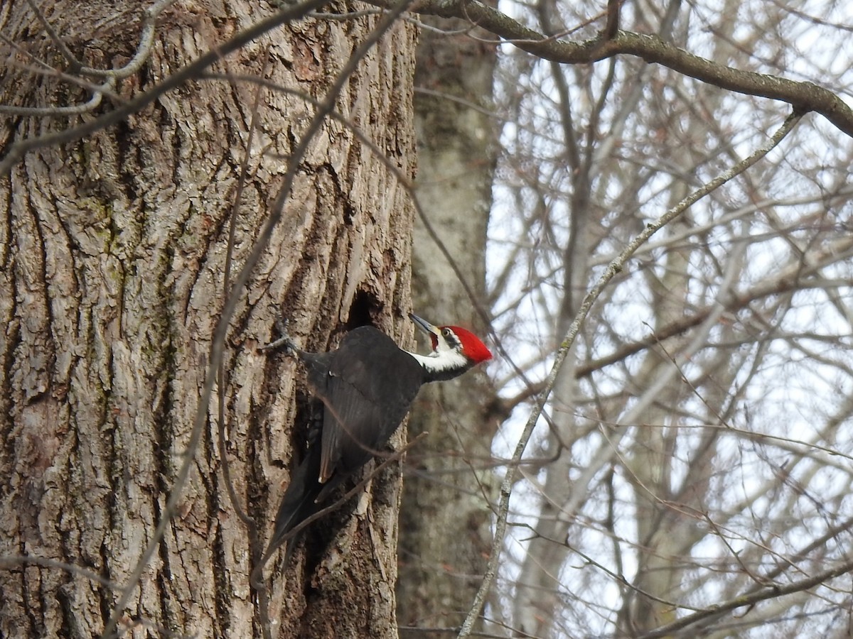 Pileated Woodpecker - ML615748452