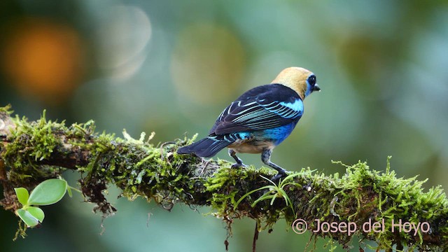 Golden-hooded Tanager - ML615748476