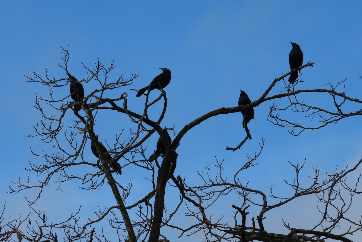 Common Grackle - ML615748483