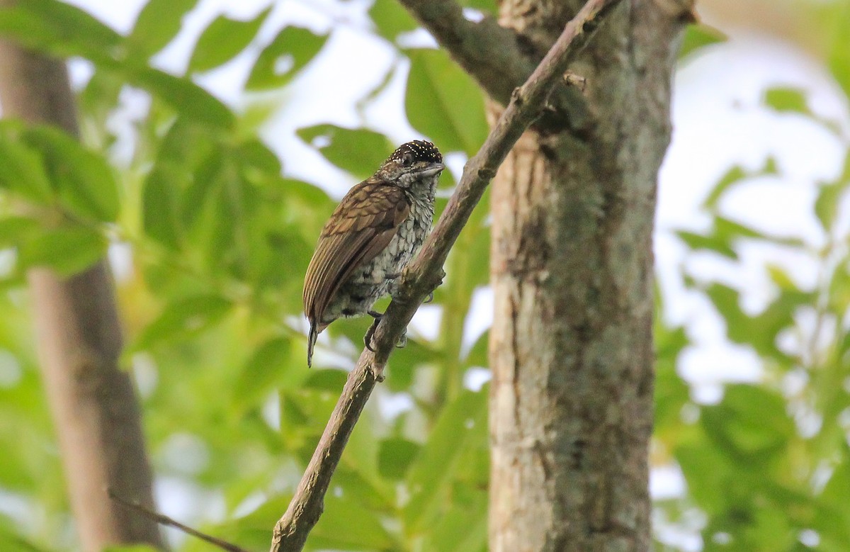 Scaled Piculet - ML615748486