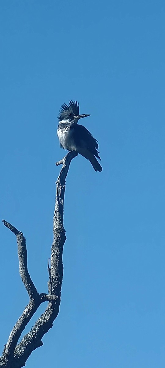 Belted Kingfisher - ML615748488