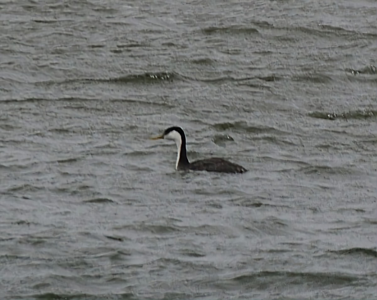 Western Grebe - ML615748507