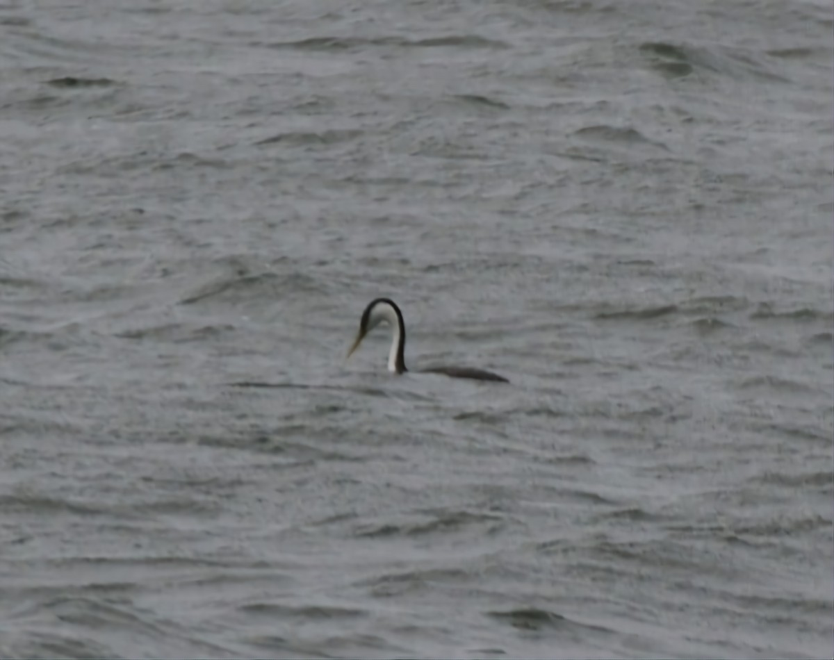 Western Grebe - ML615748508
