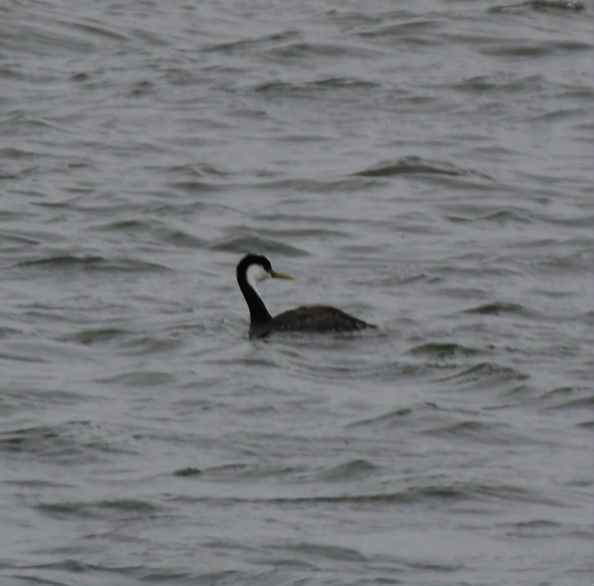 Western Grebe - ML615748509