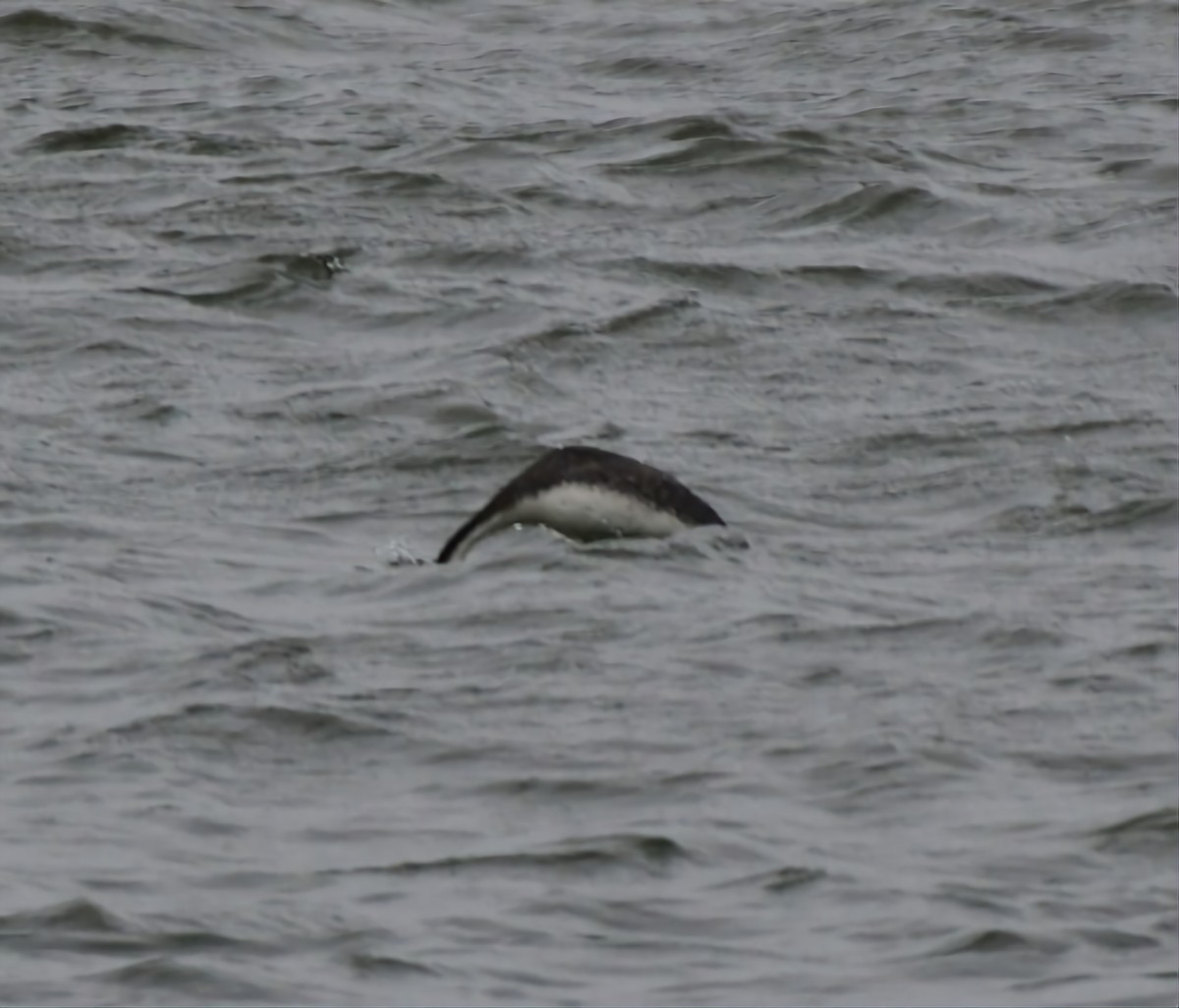 Western Grebe - ML615748510