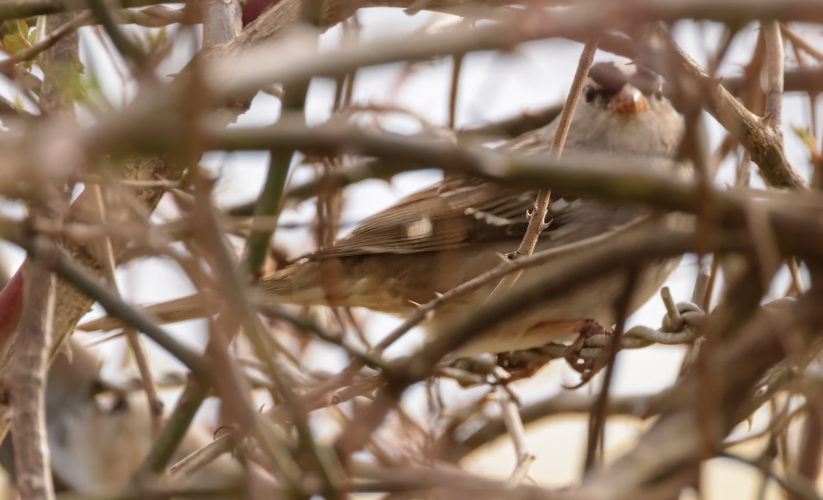 White-crowned Sparrow - ML615748566