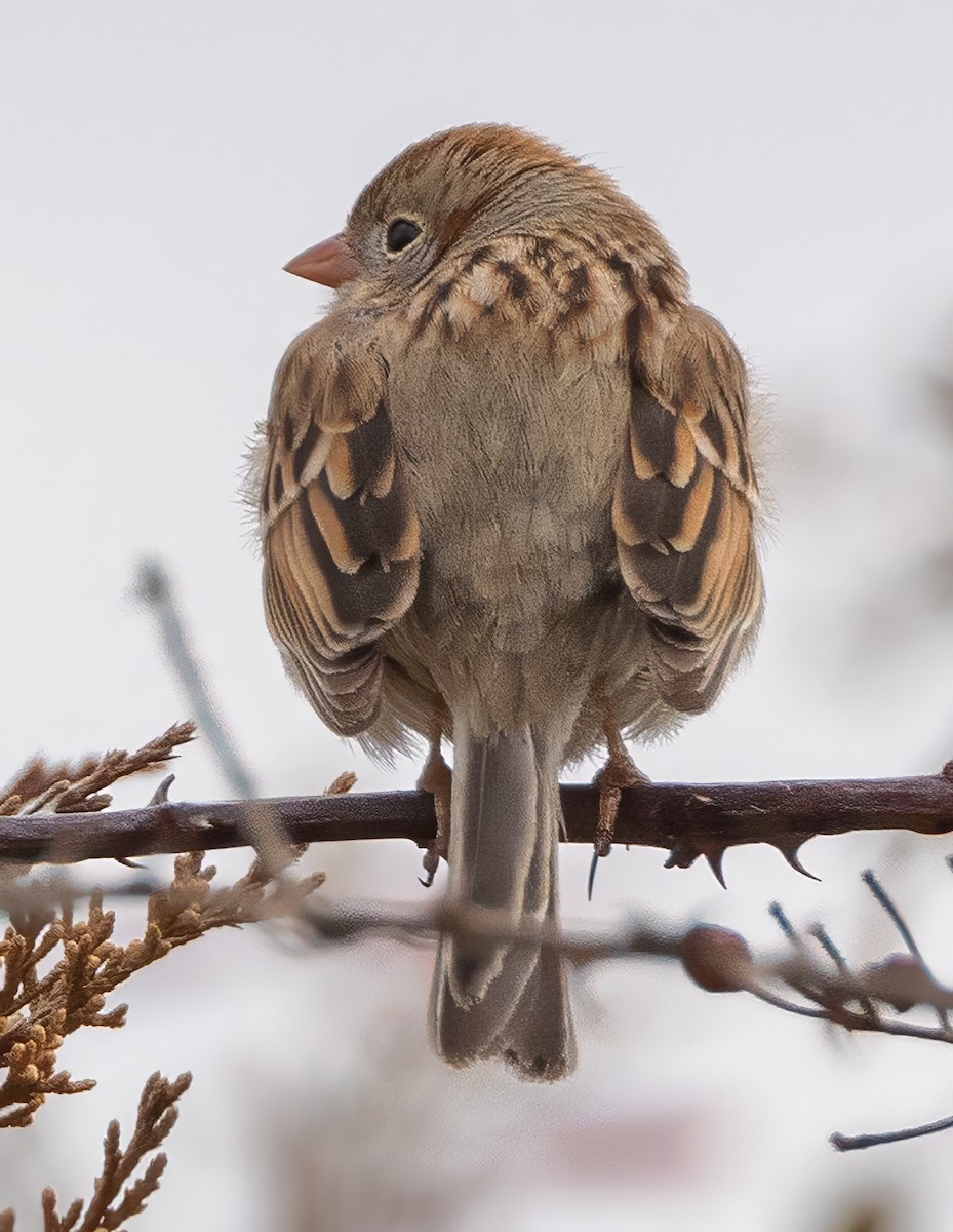 Field Sparrow - ML615748578