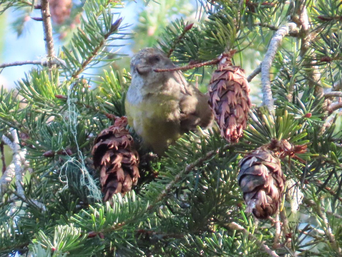 Red Crossbill - ML615748586