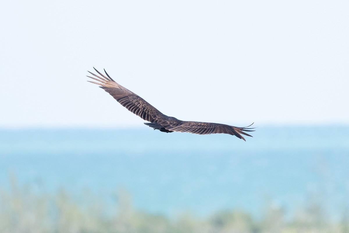 Turkey Vulture - ML615748611