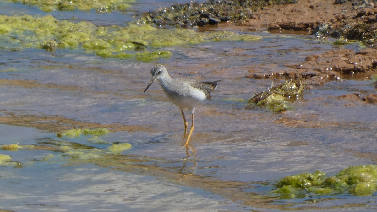 Lesser Yellowlegs - ML615748669