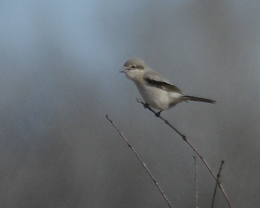 Northern Shrike - David Kennedy