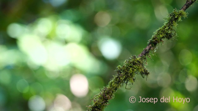 Golden-hooded Tanager - ML615748717