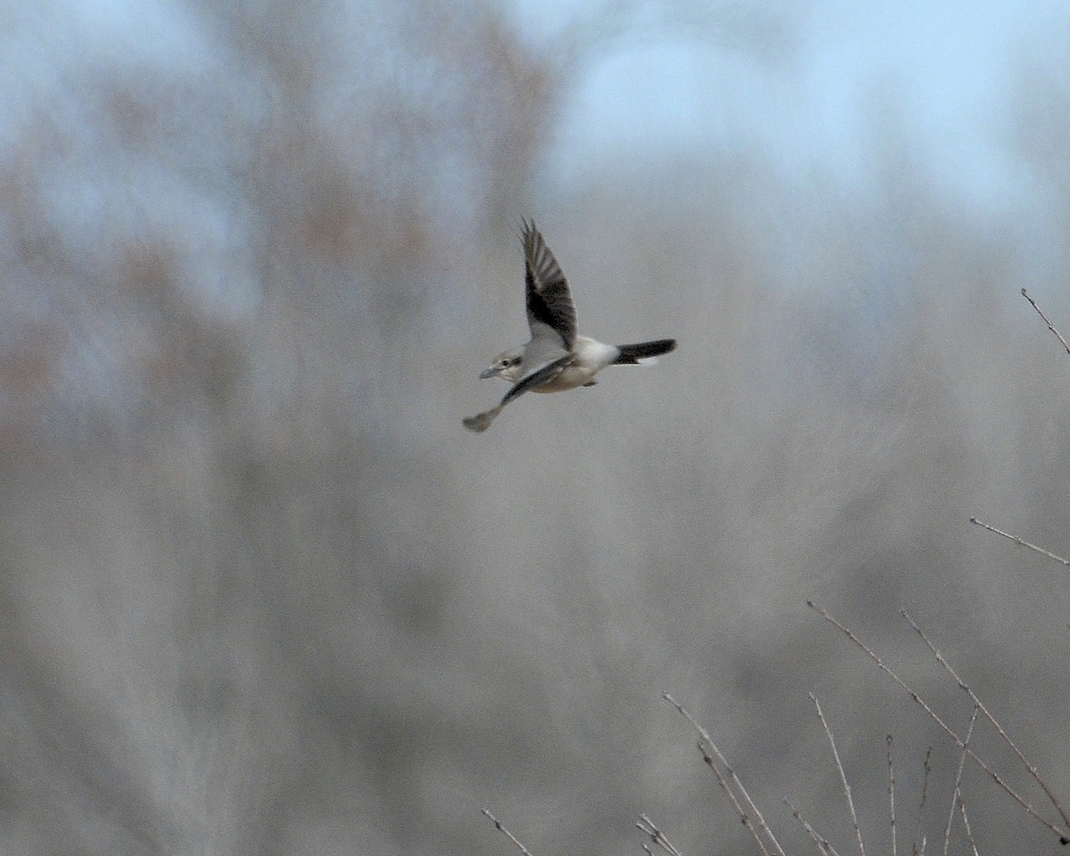 Northern Shrike - ML615748726