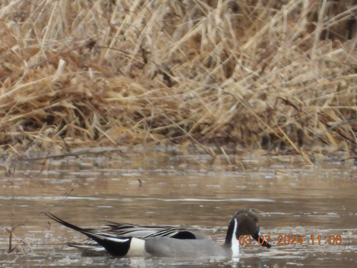 Northern Pintail - ML615748731