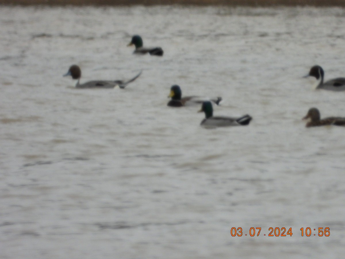 Northern Pintail - ML615748733