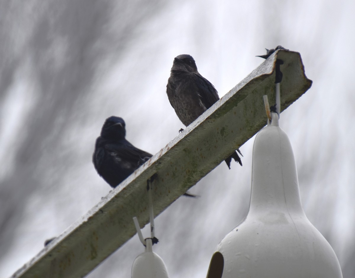 Purple Martin - ML615748742