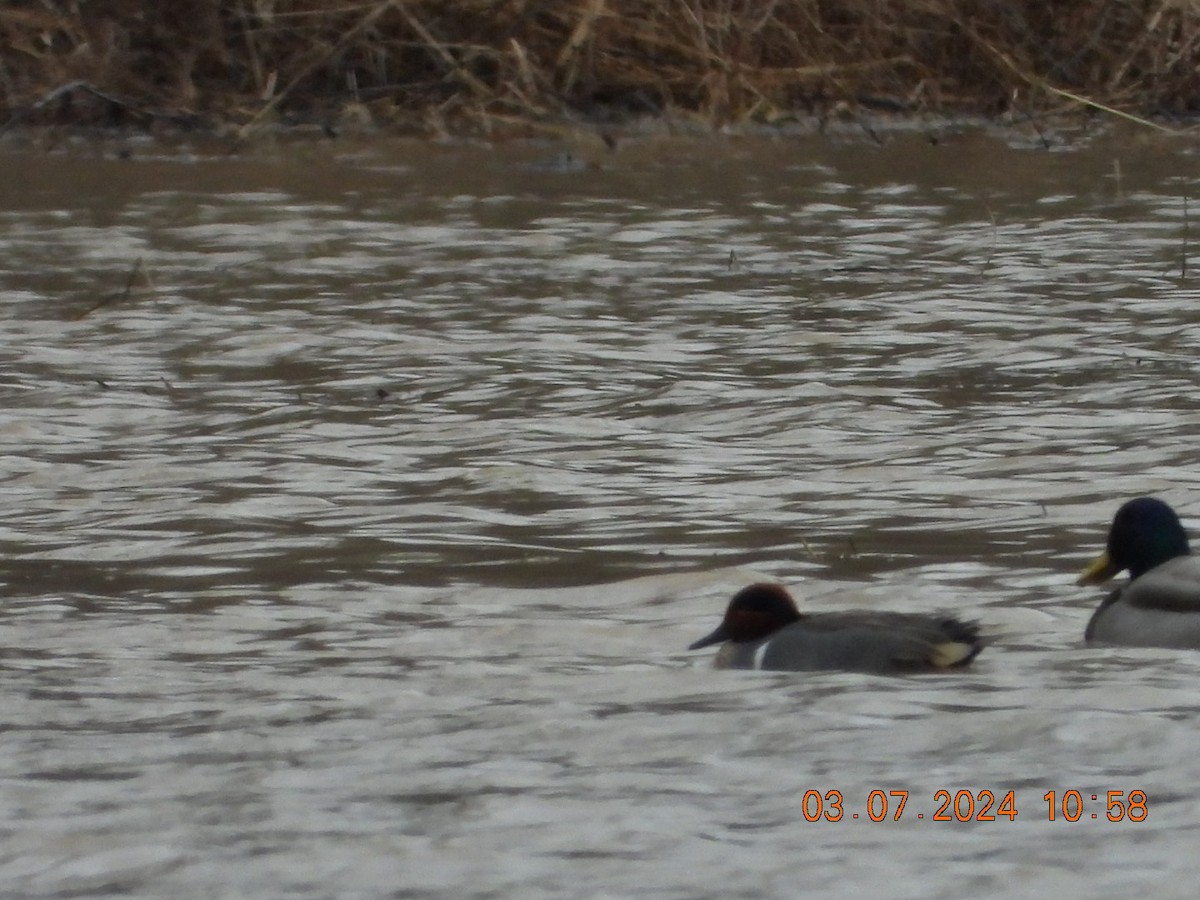 Green-winged Teal - ML615748773