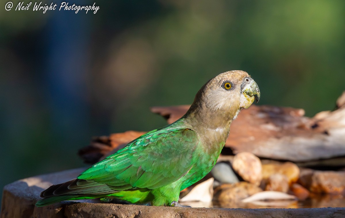 Brown-headed Parrot - Neil Wright