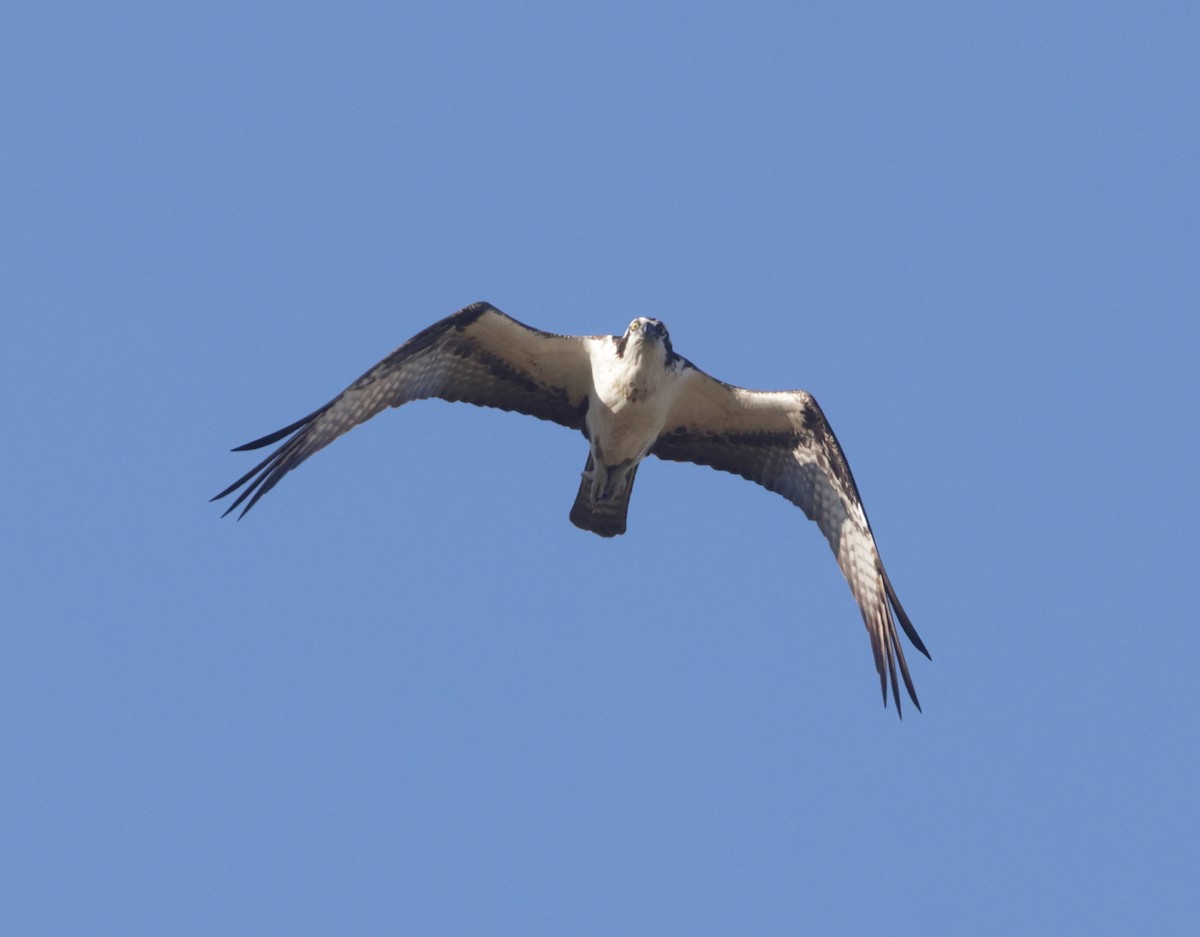 Falco pescatore - ML615748854