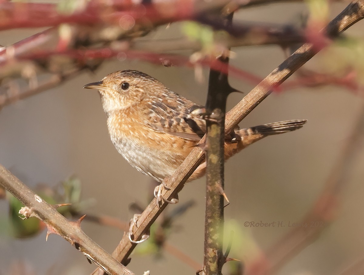 Sedge Wren - ML615748862
