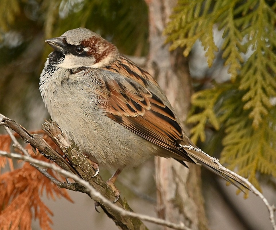 House Sparrow - ML615748922