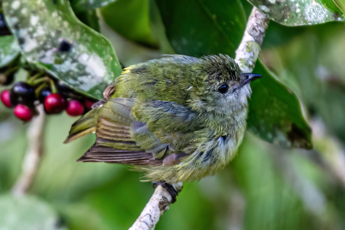 White-ruffed Manakin - ML615748938