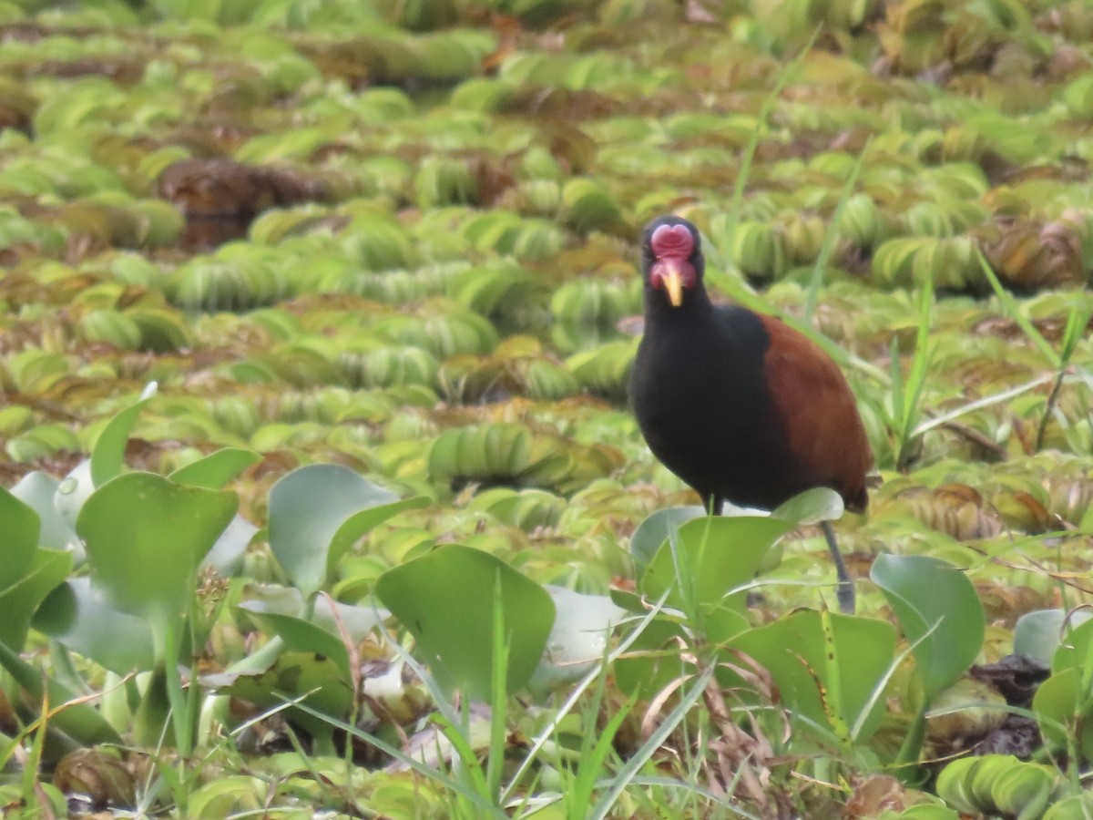 Jacana Suramericana - ML615748940