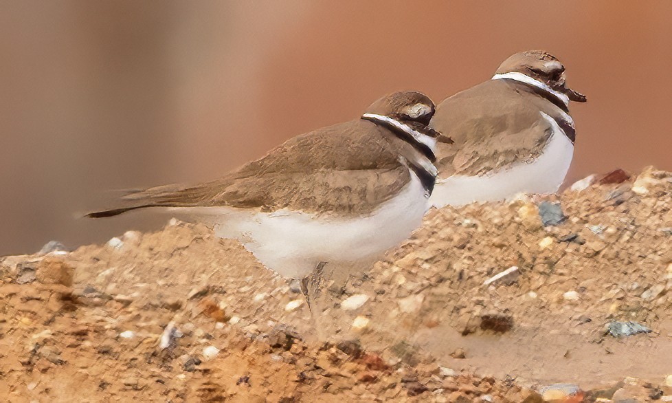 Killdeer - ML615748963