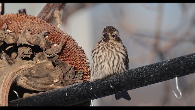 Cassin's Finch - ML615749051