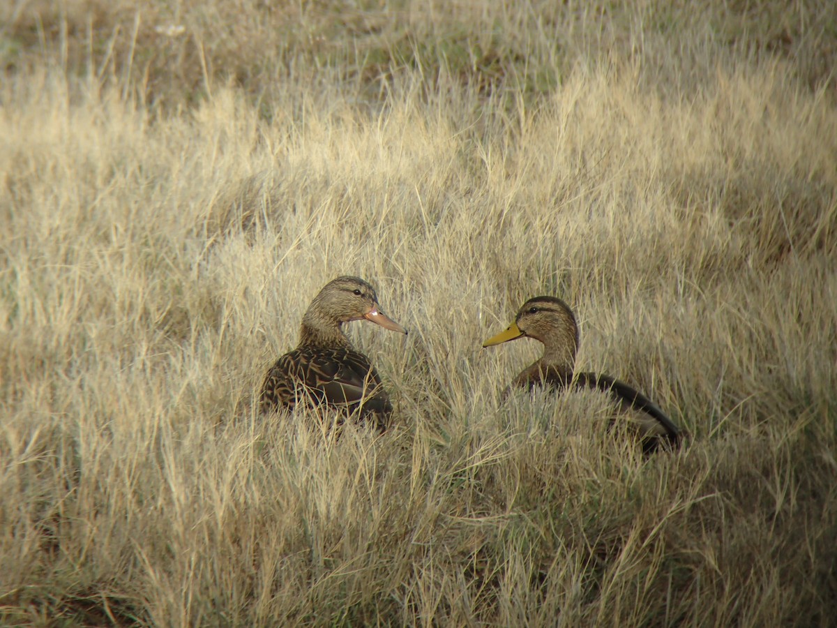 Mexican Duck - ML615749061