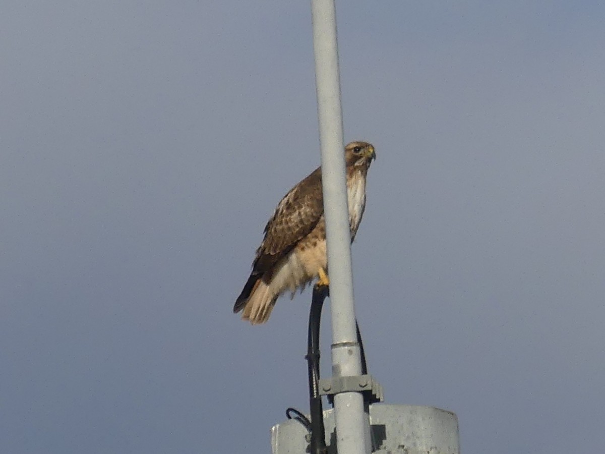 Red-tailed Hawk - ML615749086