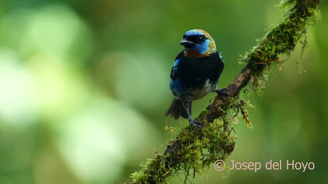 Golden-hooded Tanager - ML615749109