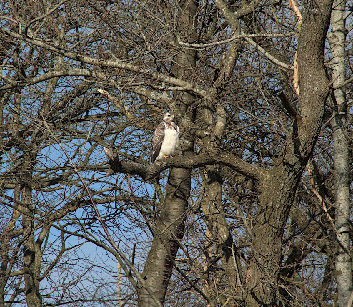 Common Buzzard - ML615749110