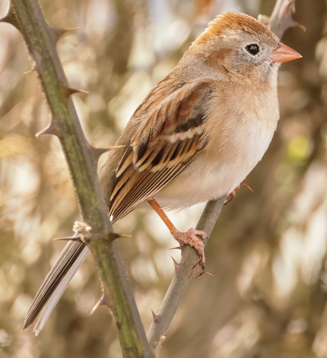 Field Sparrow - ML615749132