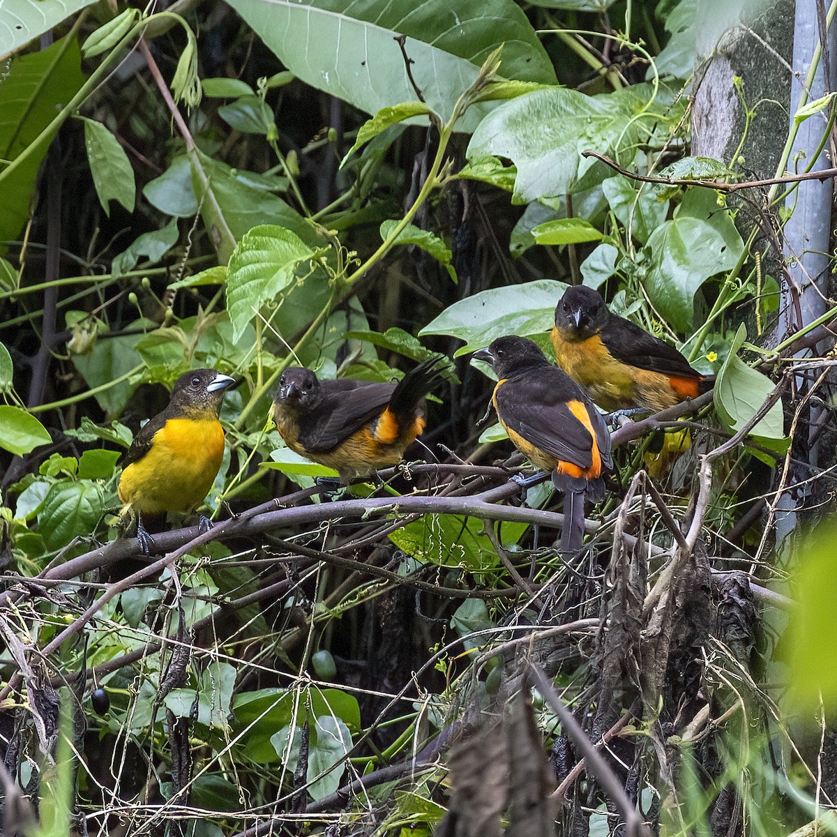 Flame-rumped Tanager (Flame-rumped) - Dan Vickers