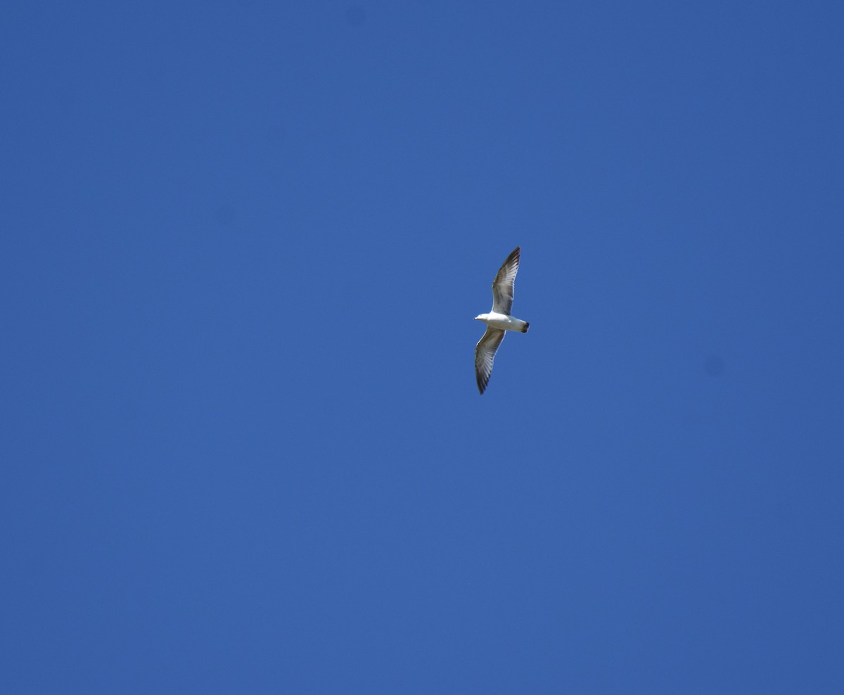 Ring-billed Gull - ML615749176