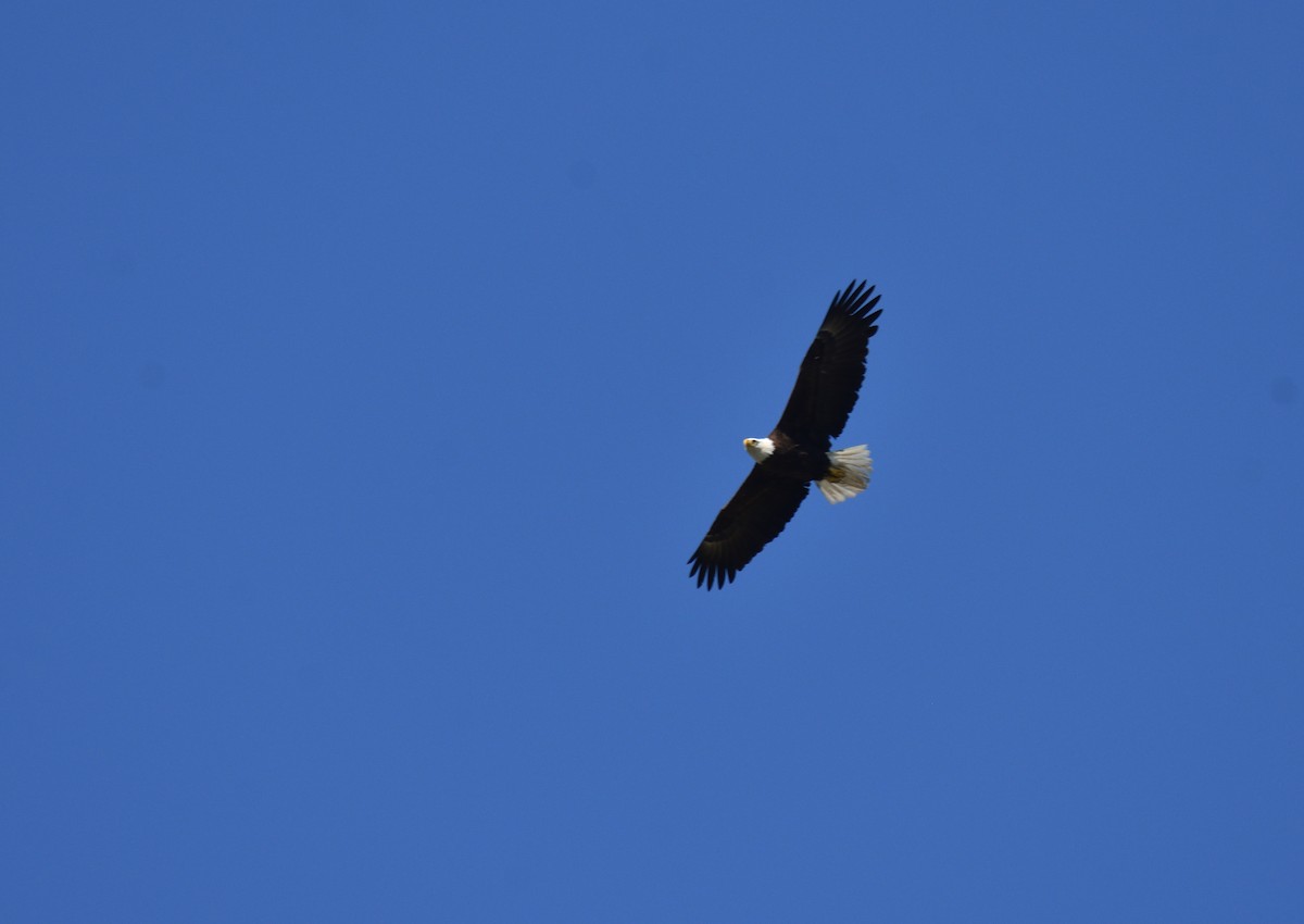 Bald Eagle - ML615749177