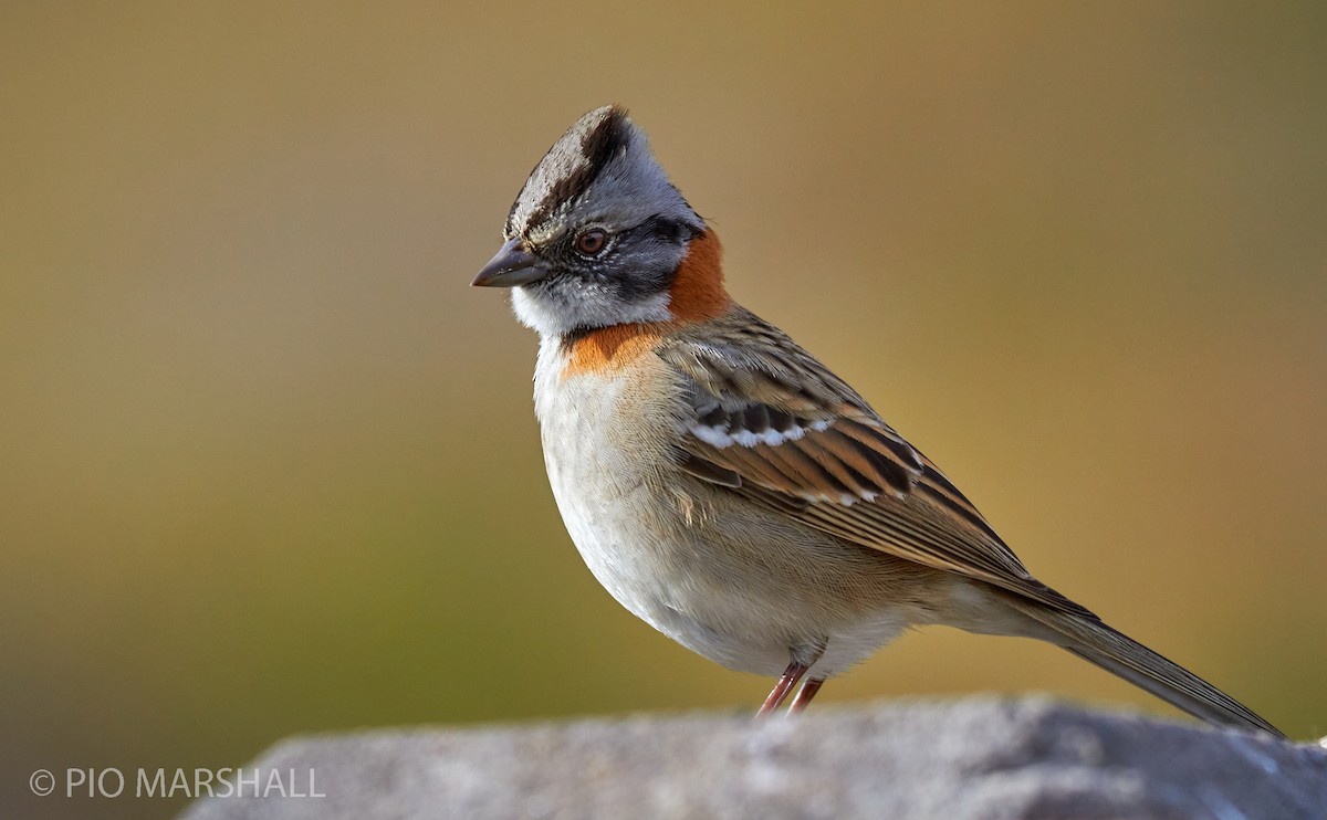 Rufous-collared Sparrow - ML615749179