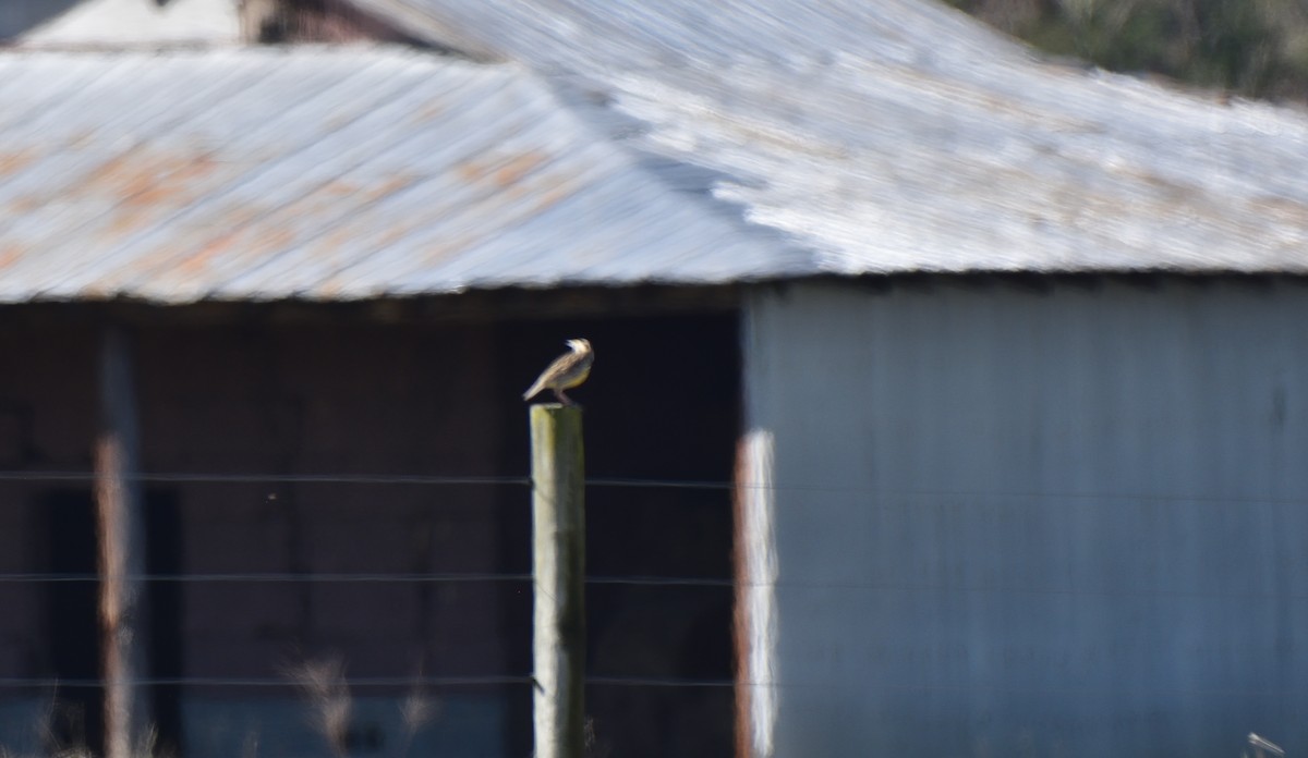 Eastern Meadowlark - ML615749182