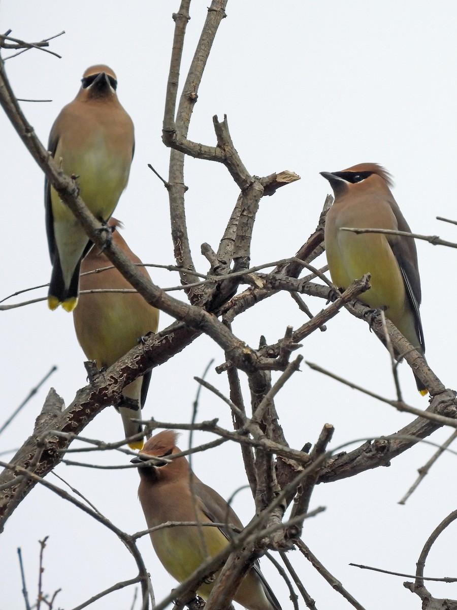 Cedar Waxwing - ML615749197