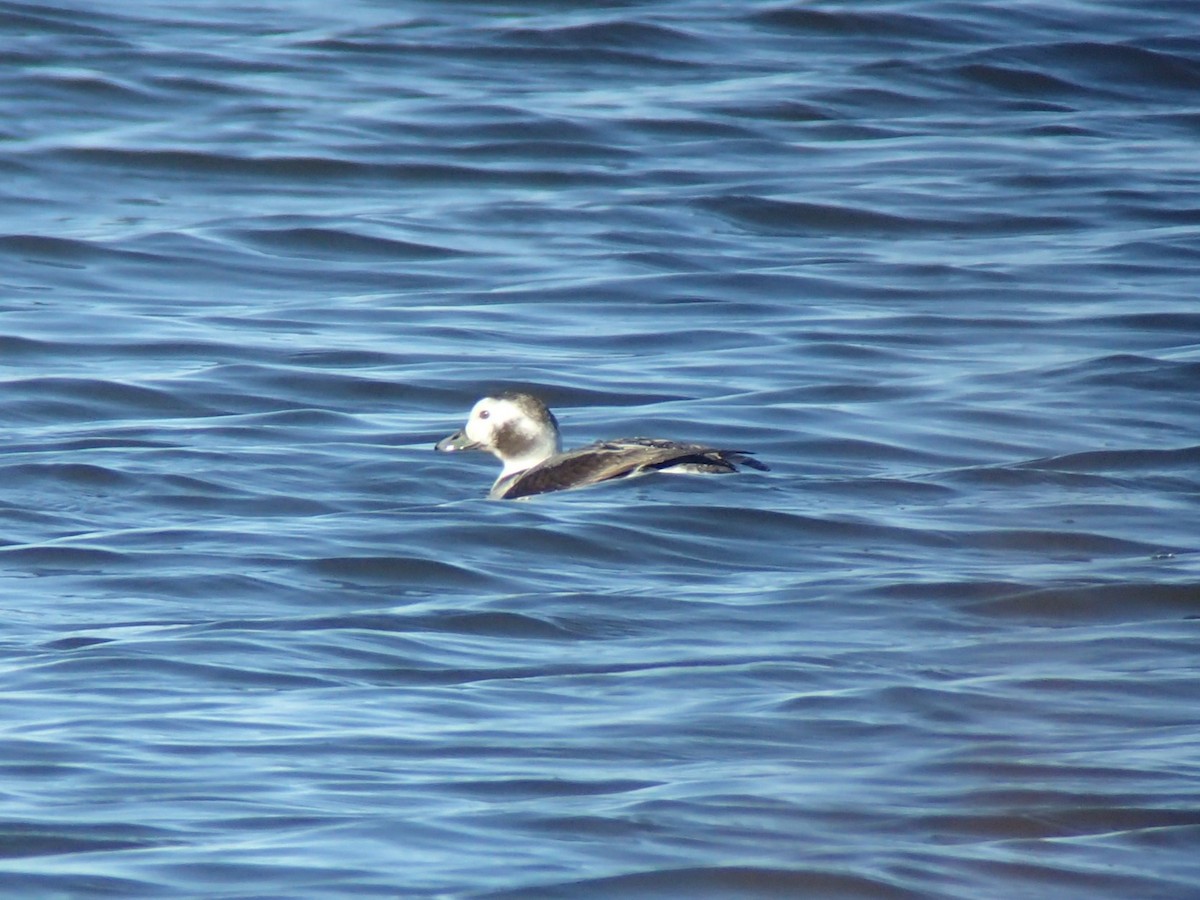 Long-tailed Duck - John Baur