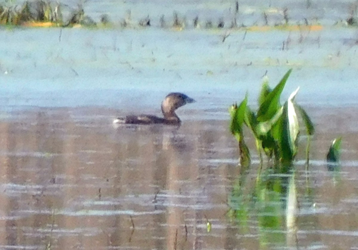 Pied-billed Grebe - ML615749202