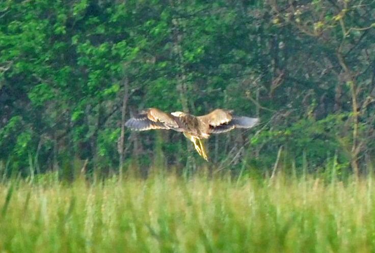 American Bittern - ML615749205