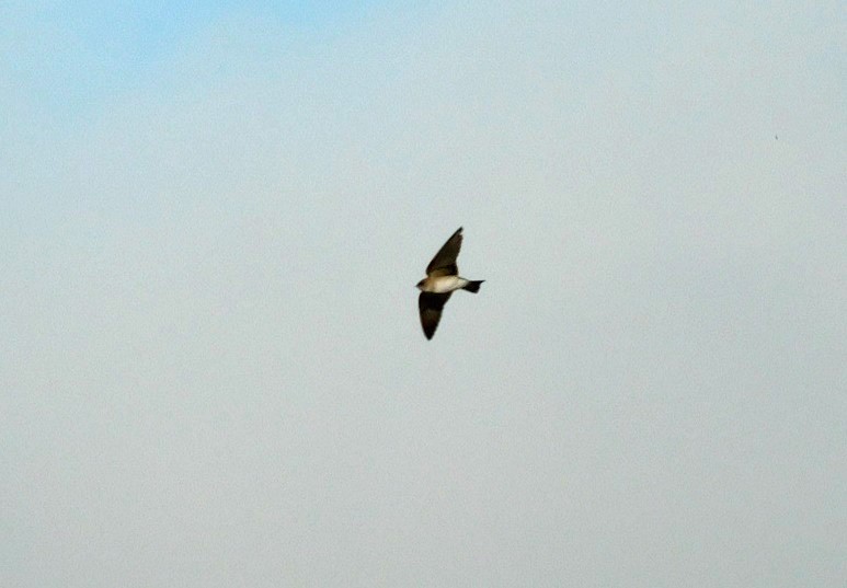 Tree Swallow - ML615749209