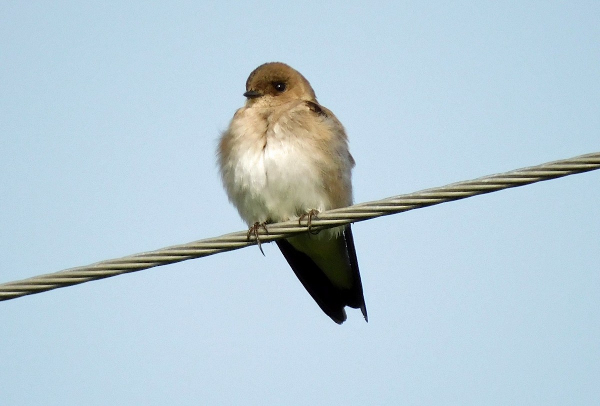 Northern Rough-winged Swallow - ML615749212