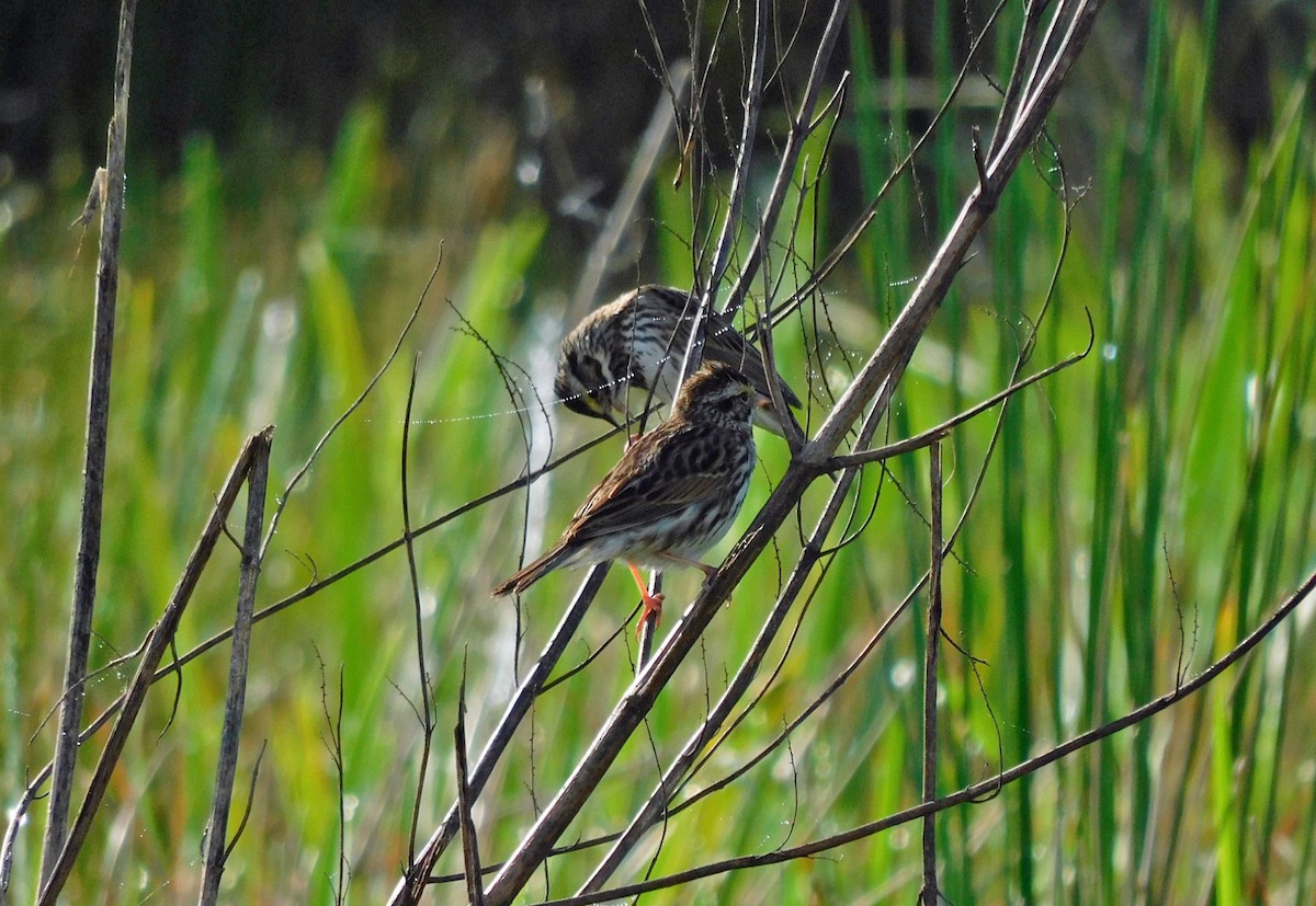 Savannah Sparrow - ML615749223