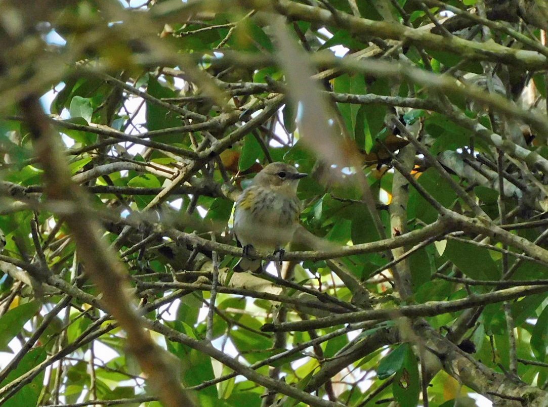 Yellow-rumped Warbler - ML615749230