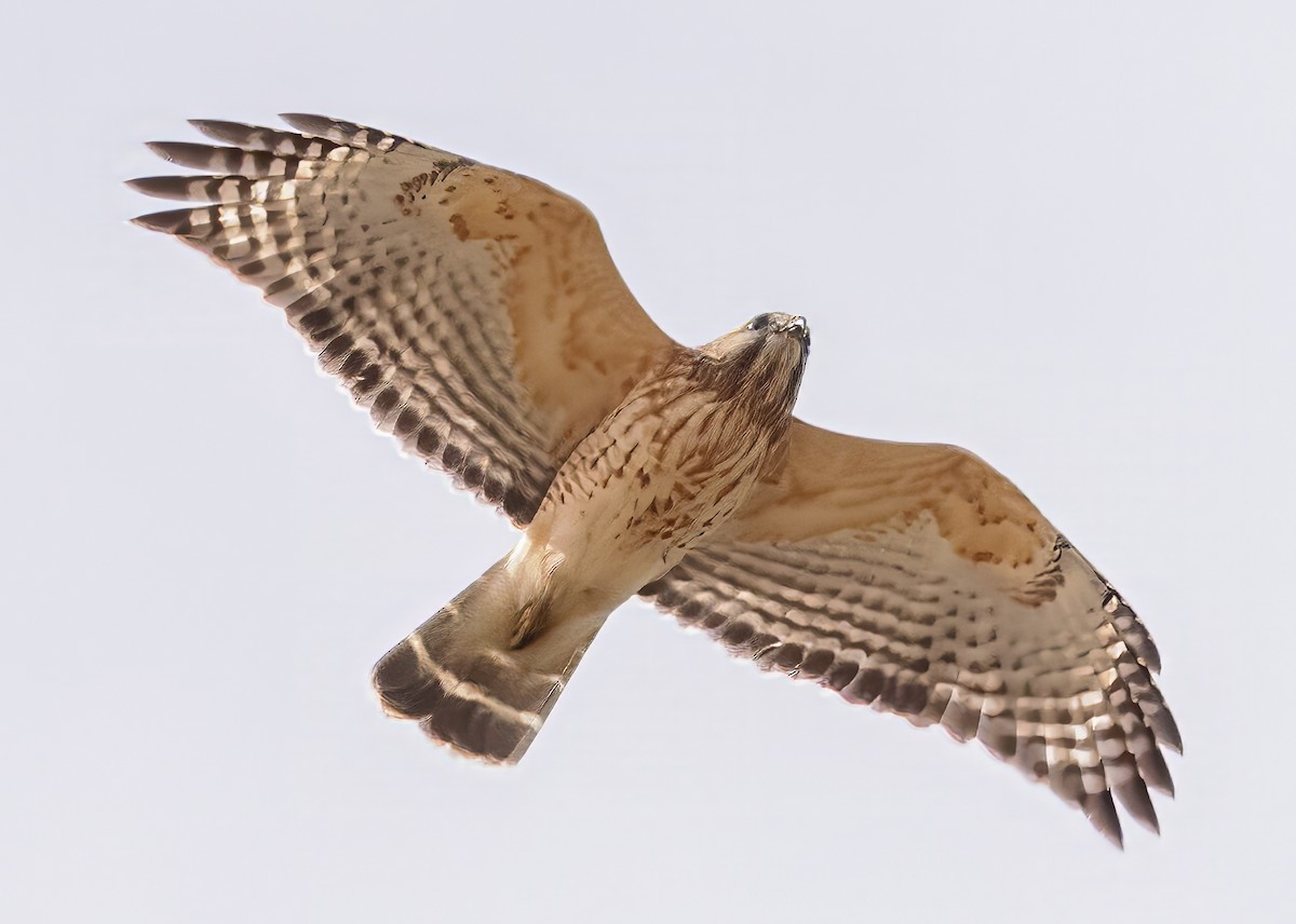 Red-shouldered Hawk - ML615749243