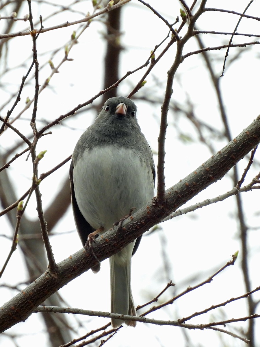 Junco Ojioscuro (hyemalis/carolinensis) - ML615749254