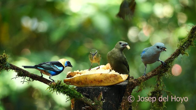 Golden-hooded Tanager - ML615749309